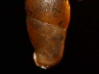 clausiliidae da identificare